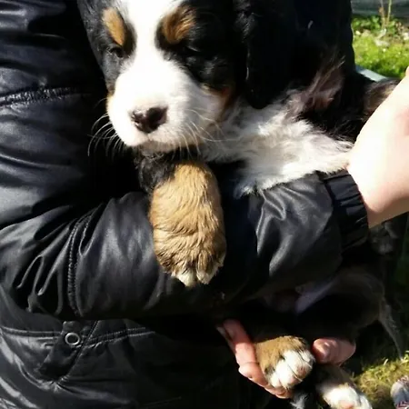 Bed and Breakfast Bed And Breakfast Giaveno 3*