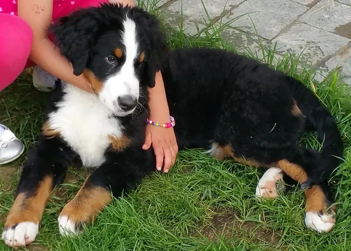 Bed & Breakfast Bed And Breakfast Giaveno