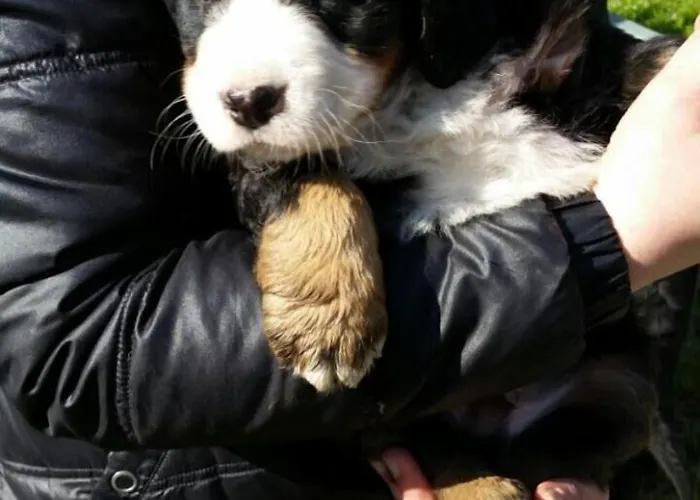 Bed & Breakfast Bed And Breakfast Giaveno 3*